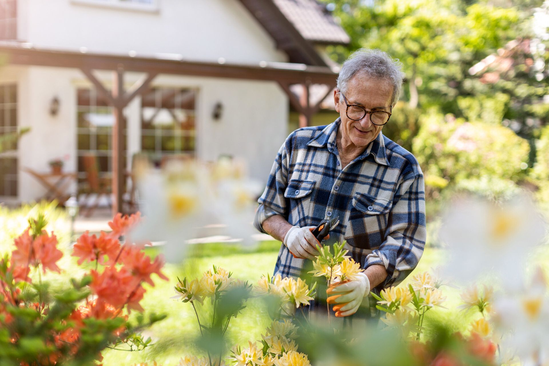 Older man in a plaid shirt and gloves pruning flowering shrubs in a sunlit backyard.