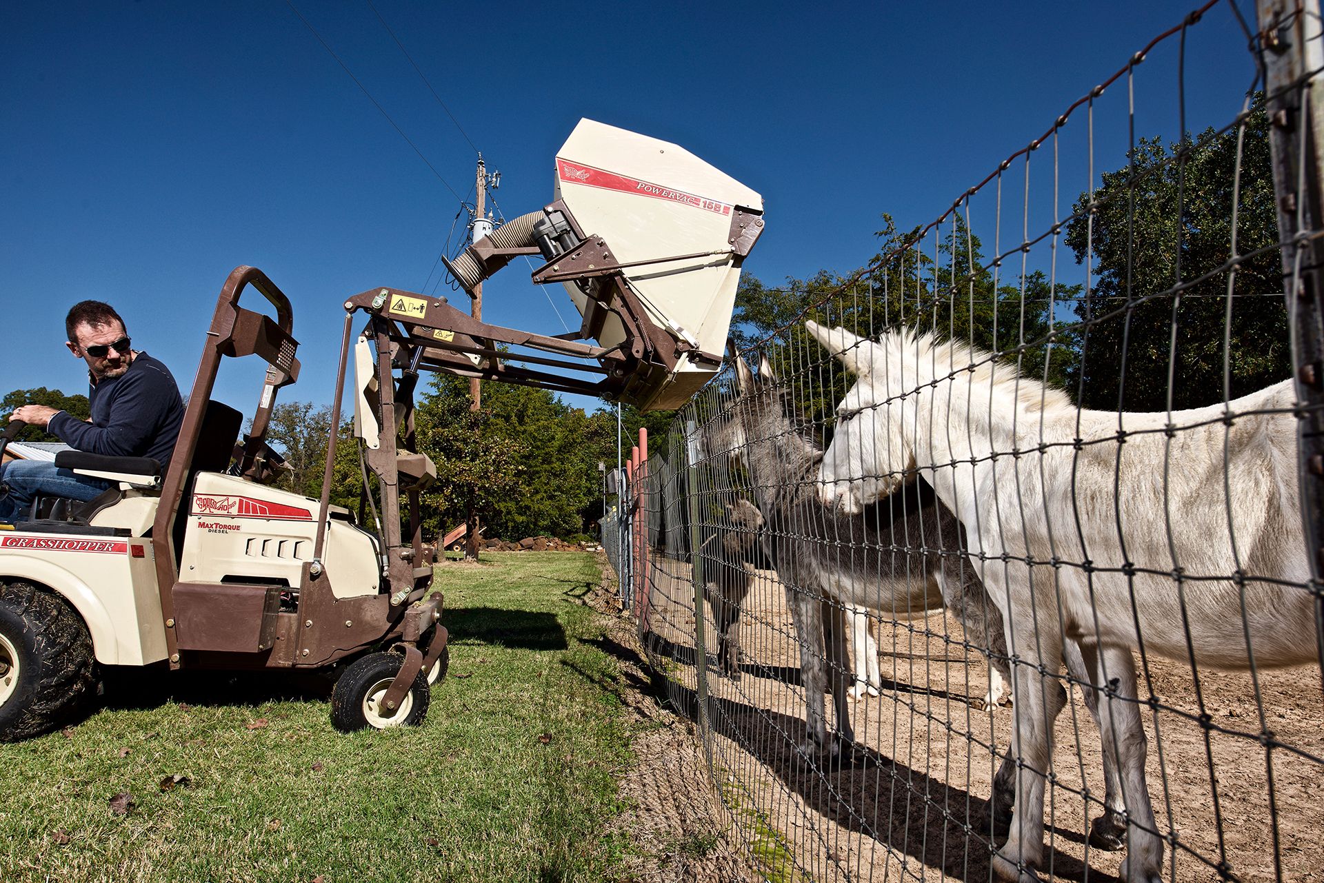 Operator dumping a raised PowerVac collection hopper while curious white donkeys watch through a fence.