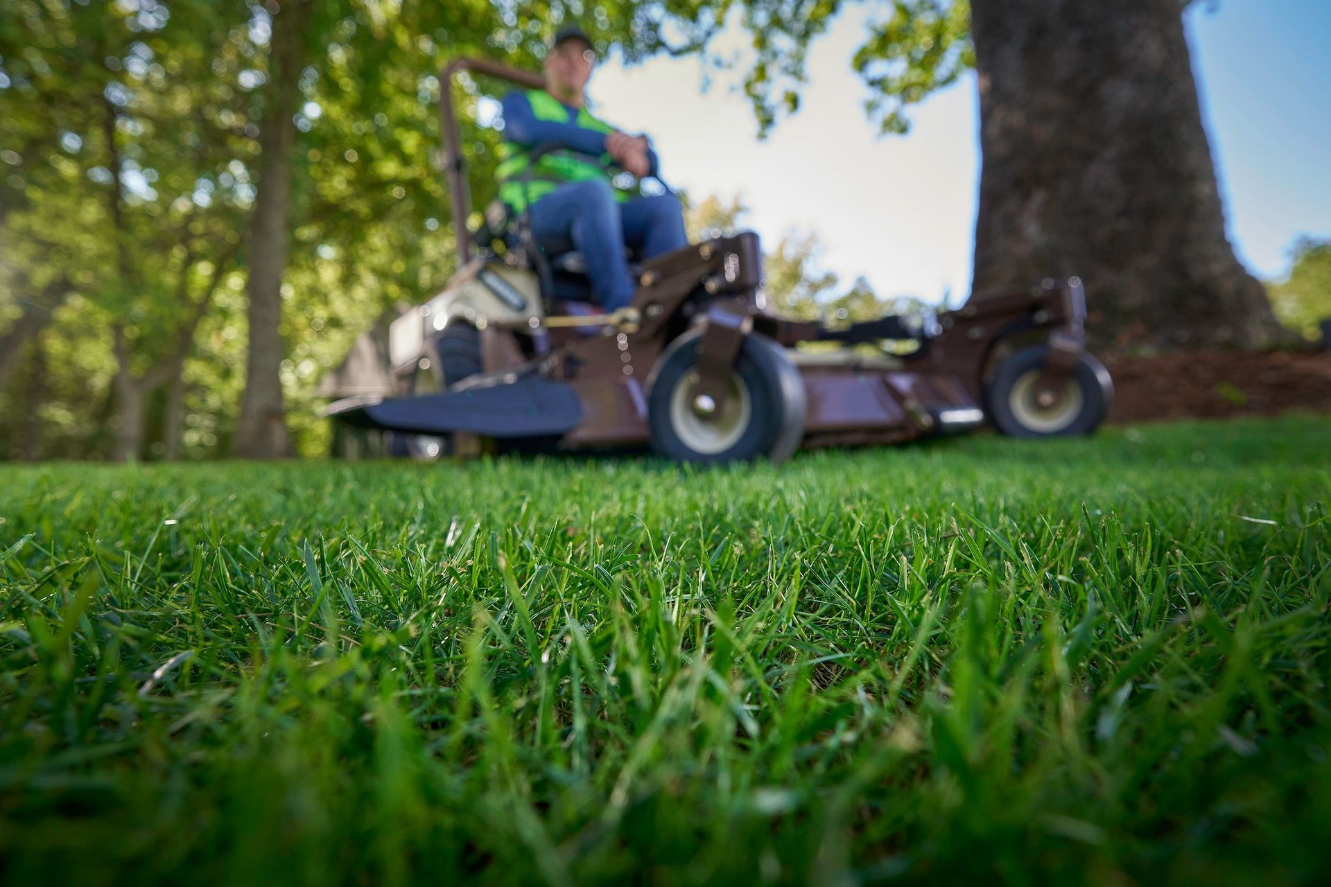 Ground-level view of freshly cut turf with a zero-turn mower and operator blurred behind.