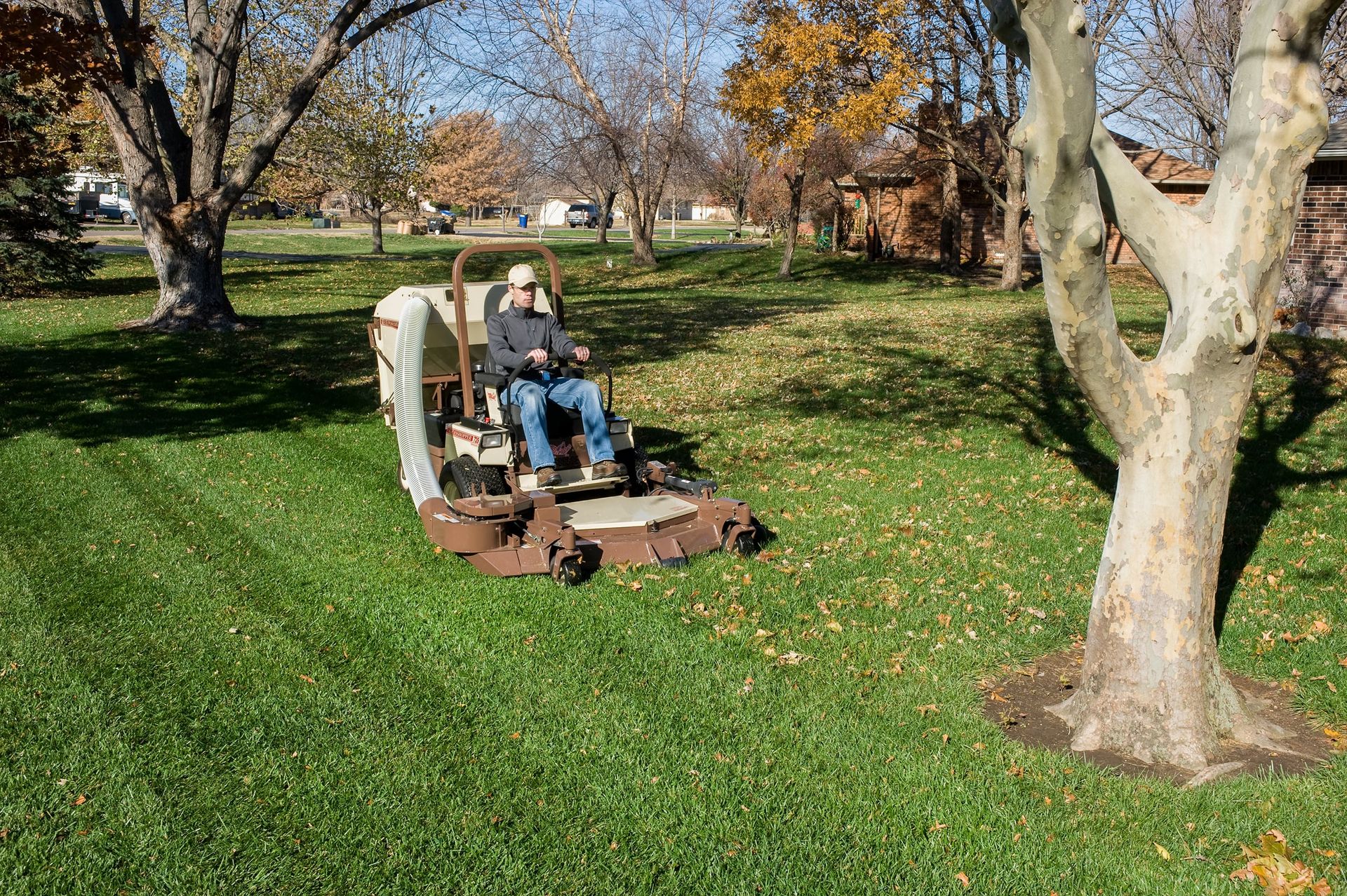 Operator vacuuming autumn leaves from a suburban lawn beside a mottled sycamore trunk.