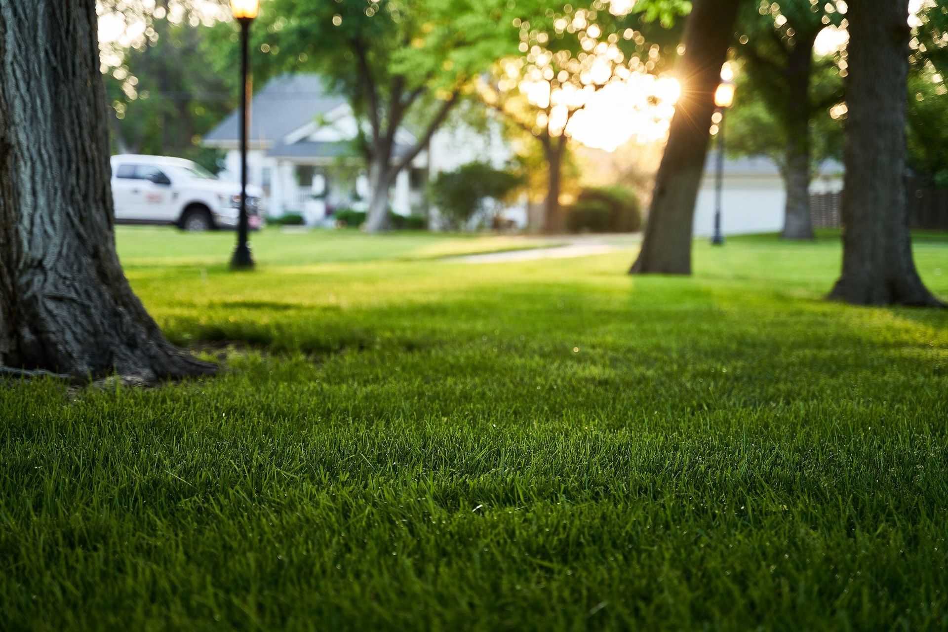 Thick green residential lawn at sunset, framed by mature trees and a house.