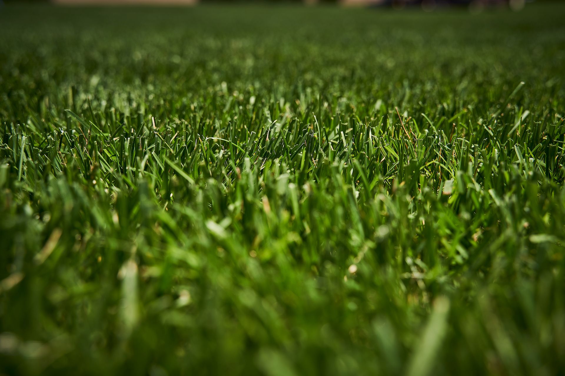 Grass Background Image for website header