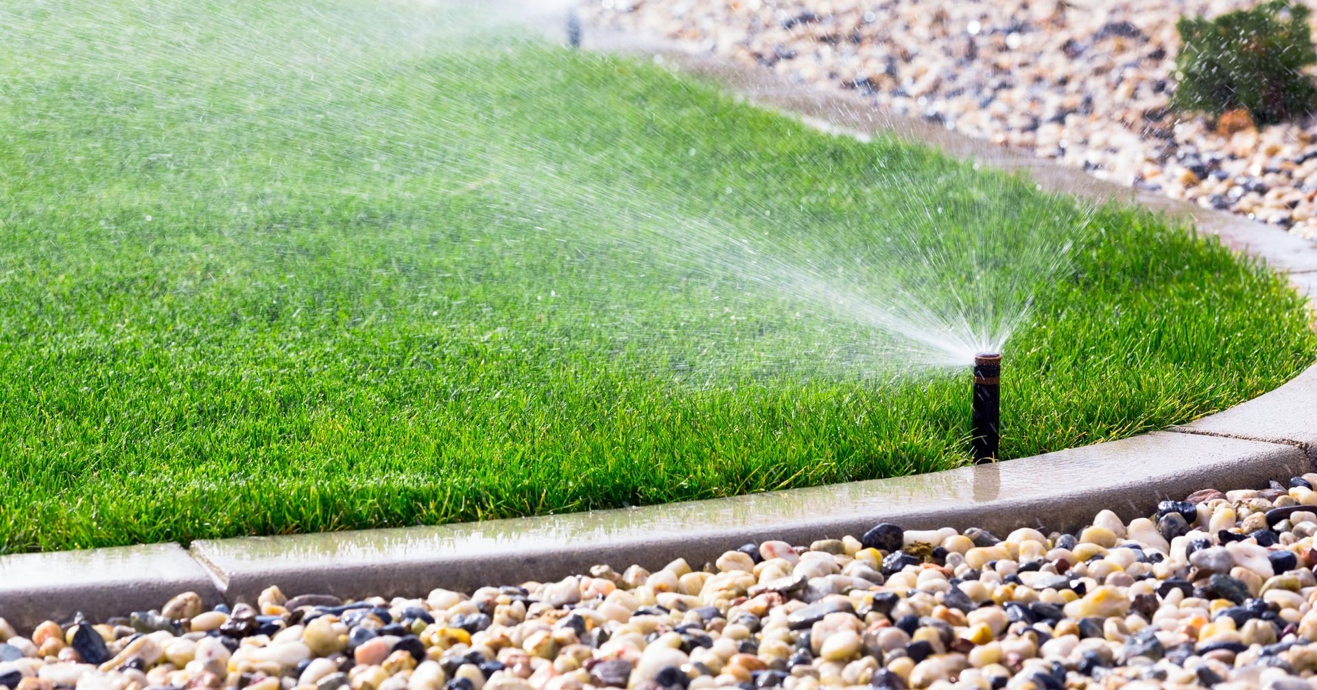 Pop-up sprinkler spraying water across a green lawn edged by concrete curbing and pebbles.