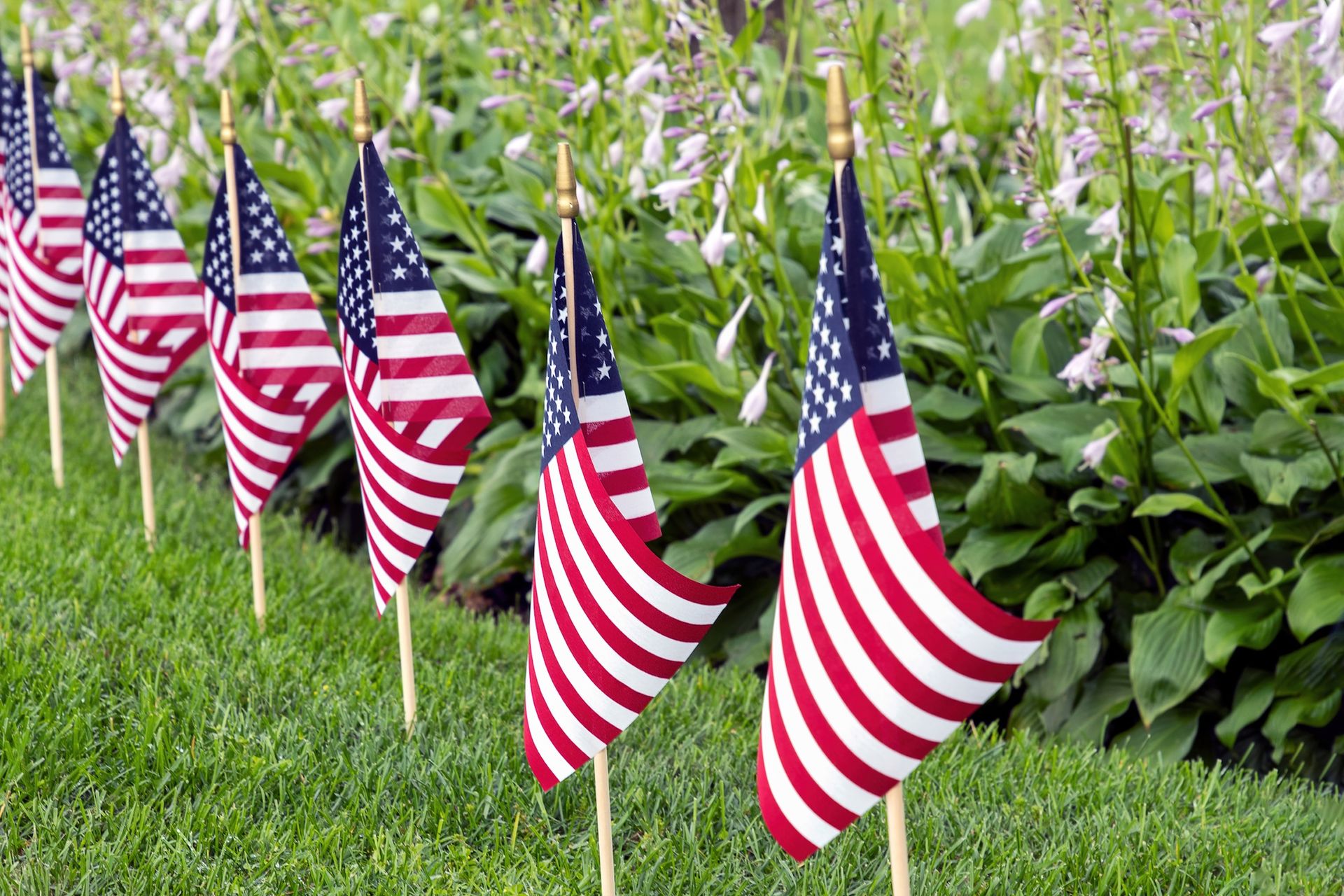 Row of small American flags on wooden sticks planted in mown lawn beside flowering hostas.