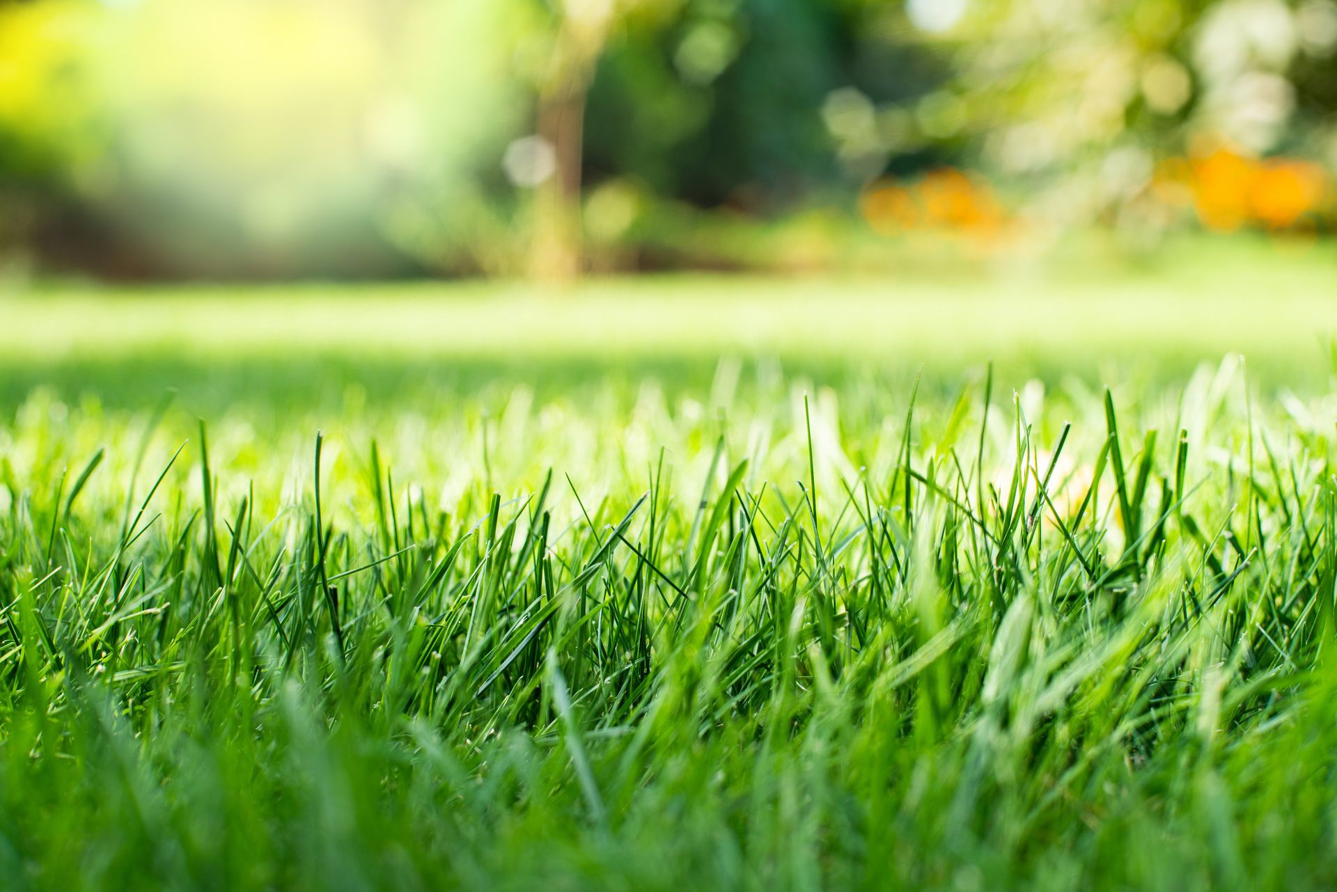 Close-up of green grass blades at ground level with a sunlit lawn blurred behind.