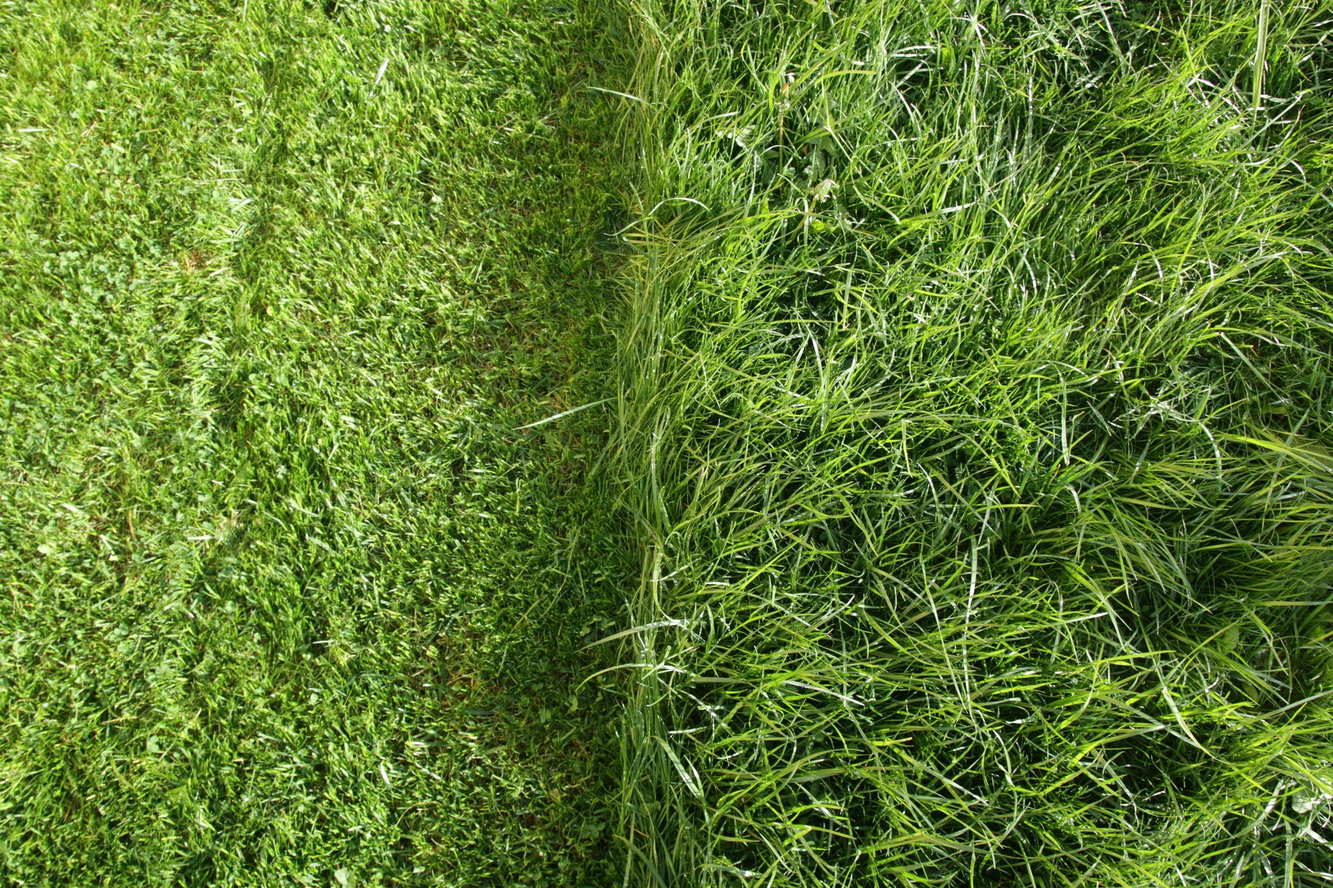 Overhead view of a boundary between neatly mown turf and tall unmown grass.