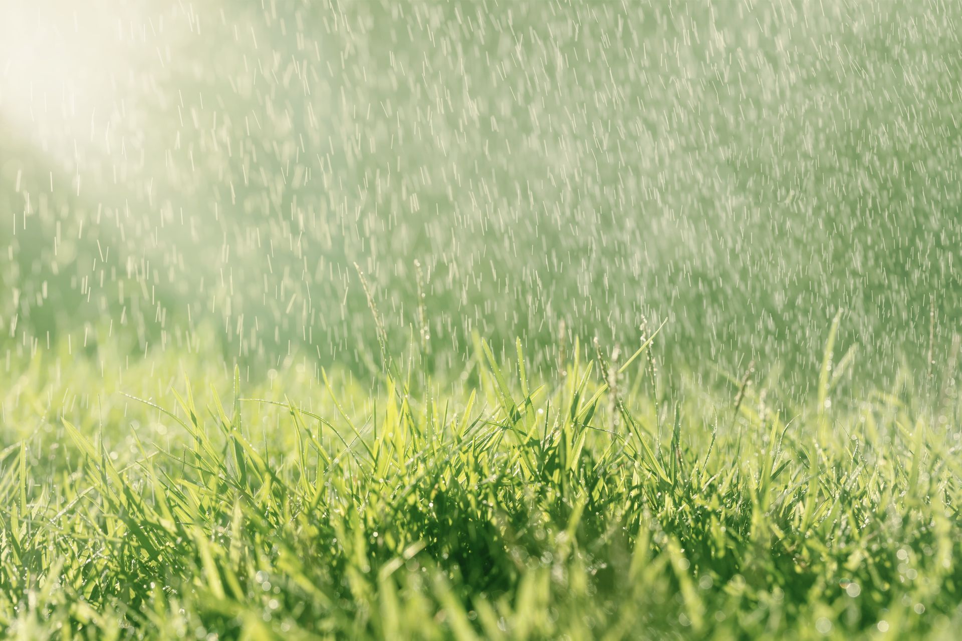 Sunlit green grass blades under falling water droplets, with backlit spray filling the air.