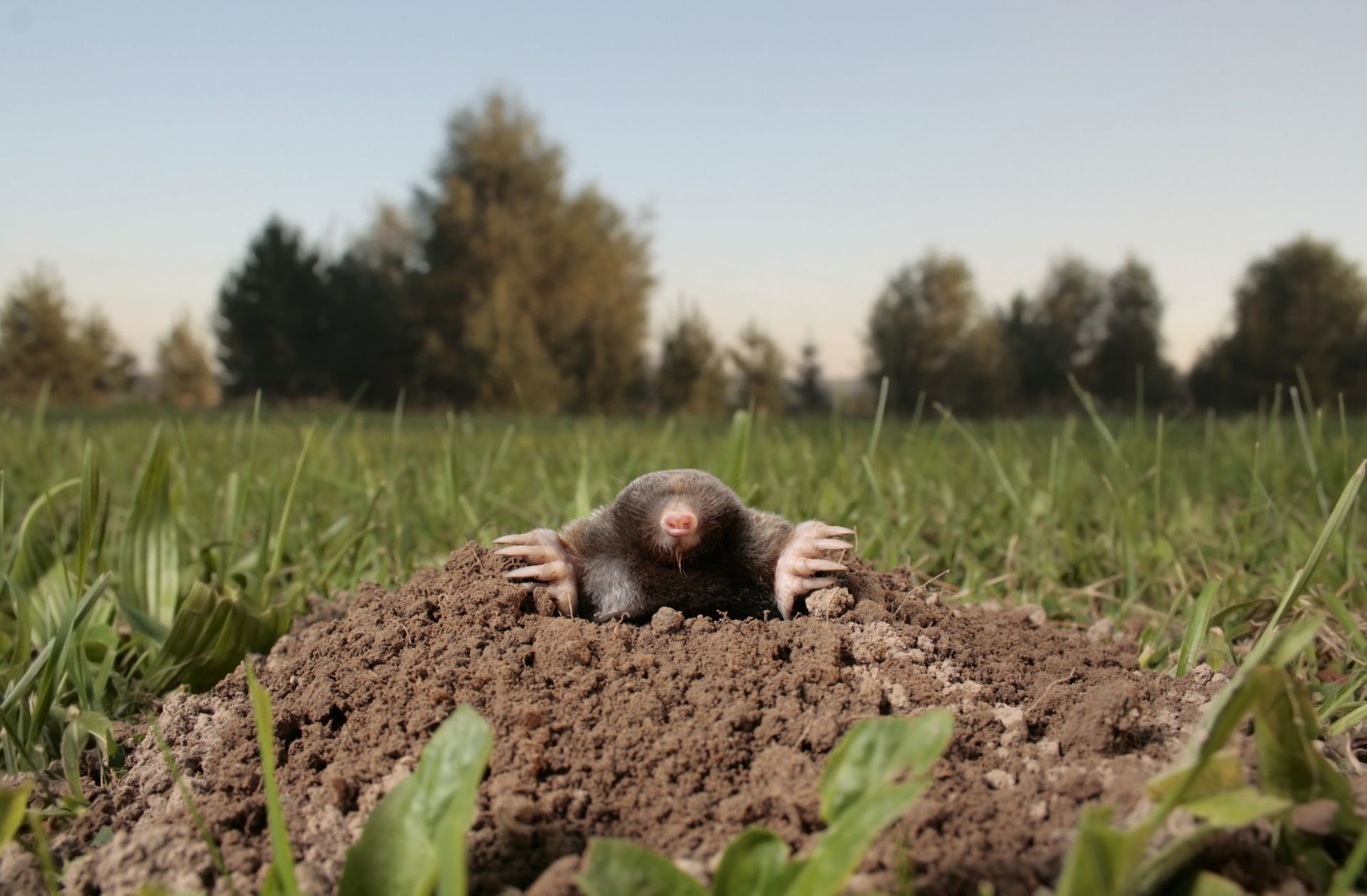 Mole poking its head and claws out of a fresh soil mound in a grassy field.