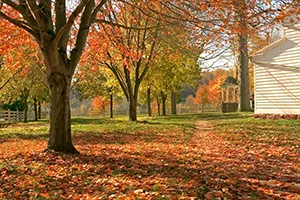 Fallen orange leaves blanketing a lawn beneath maple trees beside a white clapboard building.