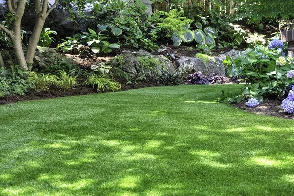 Lush green backyard lawn edged by hostas, boulders, and purple hydrangeas in dappled shade.